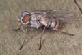 Click to view coenosia_attenuata1_1_t1.jpg