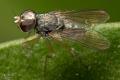 Click to view coenosia_attenuata_1-3_t1.jpg