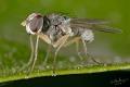 Click to view coenosia_attenuata_3-3_t1.jpg