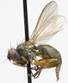 Click to view coenosia_bilineella_jf06-3562_t1.jpg