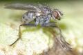 Click to view coenosia_humilis_0002_t1.jpg