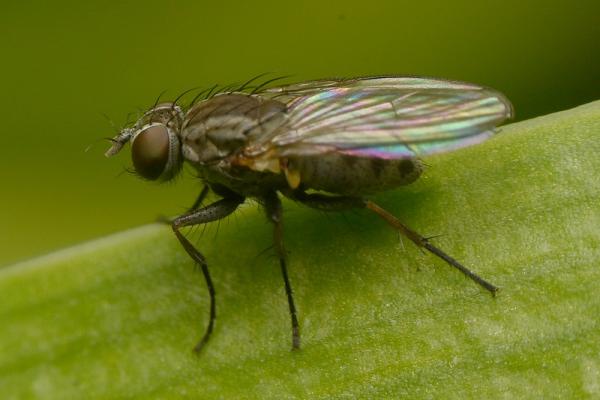 Click to view full image coenosiaacuticornis.jpg