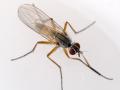 Click to view coenosiatestacea2_t1.jpg