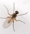 Click to view coenosiatestacea_t1_1.jpg
