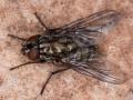 Click to view dasyphora-albofasciata-hembra-cerro-gordo_t1.jpg