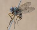 Click to view h_sexmaculata_f1_t1.jpg