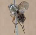 Click to view h_sexmaculata_f3_t1.jpg