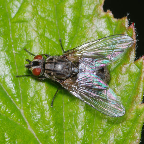 haematobosca_stimulans_female_nh2128.jpg