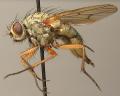 Click to view helina1_t1.jpg