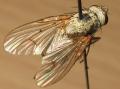 Click to view helina2_t1.jpg