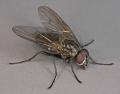 Click to view helina_setiventris_t1.jpg