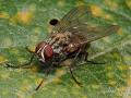 Click to view helina_sexmaculata_male_1-2_t1.jpg