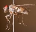 Click to view helina_sexmaculata_t1.jpg