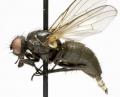 Click to view hydrotaea_albipuncta_jf06-0628_t1.jpg