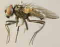 Click to view hydrotaea_albipuncta_t1.jpg