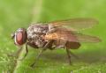 Click to view hydrotaea_cinerea2_t1.jpg