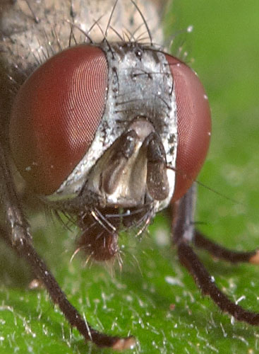 hydrotaea_cinerea_head.jpg