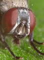 Click to view hydrotaea_cinerea_head_t1.jpg