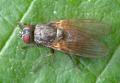 Click to view hydrotaea_cinerea_t1.jpg