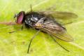 Click to view hydrotaea_cyrtoneurina_macho_padul81_t1.jpg