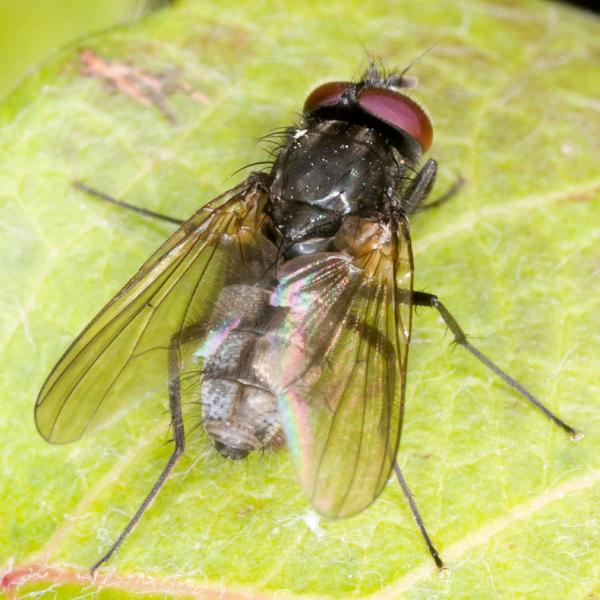 hydrotaea_cyrtoneurina_macho_padul82.jpg