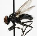Click to view hydrotaea_diabolus_jf09-3747_t1.jpg
