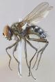 Click to view hydrotaea_diabolus_t1.jpg