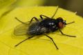 Click to view hydrotaeadiabolus_t1.jpg