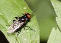 Click to view img_4392muscidaehydrotaea-d_t1.jpg