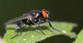 Click to view img_4398muscidaehydrotaea-d_t1.jpg