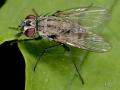 limnophora_quaterna_loew_female_1-3_t1.jpg