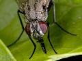 limnophora_quaterna_loew_female_2-3_t1.jpg