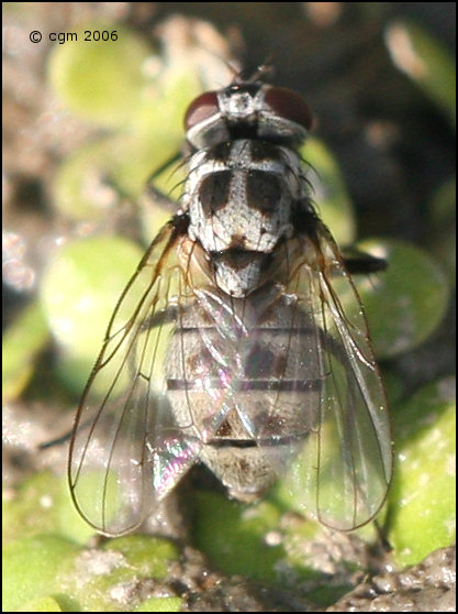 limnophora_tigrina_20060812_sweden.jpg