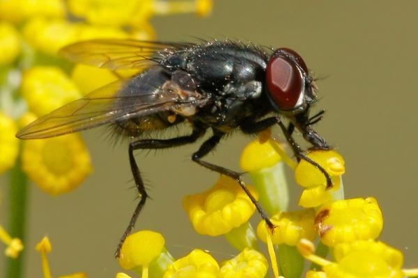 morellia_simplex_male_cordales1.jpg