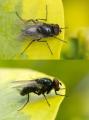 Click to view muscidae_t1_1.jpg