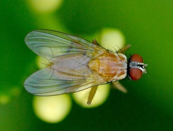 muscidae_2.jpg