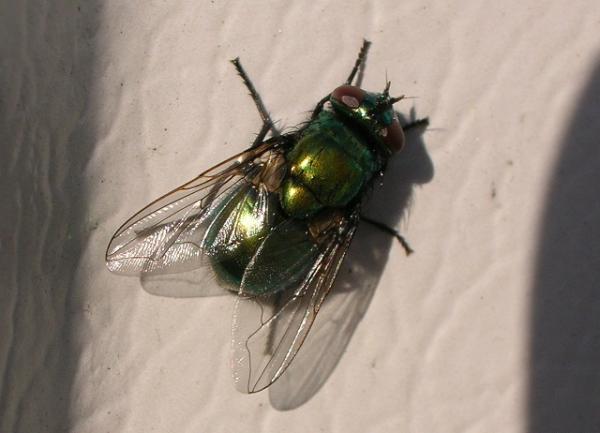 neomyia_cornicina4_lee091206.jpg