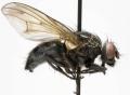Click to view phaonia_wahlbergi_jf06-0601_t1.jpg