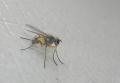 Click to view spanochaetadorsalis2_lee310307_t1.jpg