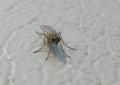 Click to view spanochaetadorsalis5_lee310307_t1.jpg