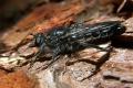 Click to view 0263-0062-dip-asilidae-choerades-gilva-male-martina-120804_t1.jpg