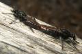 Click to view 0263-0083-dip-asilidae-choerades-gilva-couple-martina-120804_t1.jpg