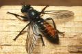 Click to view 0263-0274-dip-asilidae-choerades-gilva-female-martina-120804_t1.jpg