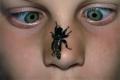 Click to view 0497-0516-dip-asilidae-laphria-flava-visit-innervillgraten-060903_t1.jpg