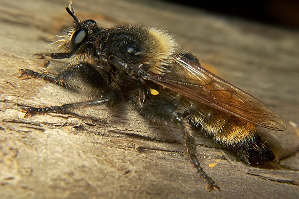 0497-dip-asilidae-laphria-flava-male-innervillgraten-060903.jpg