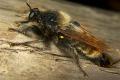 Click to view 0497-dip-asilidae-laphria-flava-male-innervillgraten-060903_t1.jpg