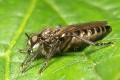 Click to view 0941-dip-asilidae-lasiopogon-sp-female-arntalerlenke2400-010804_t1.jpg