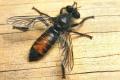 Click to view 0951-0223-dip-asilidae-choerades-gilva-female-valgrande-190706_t1.jpg