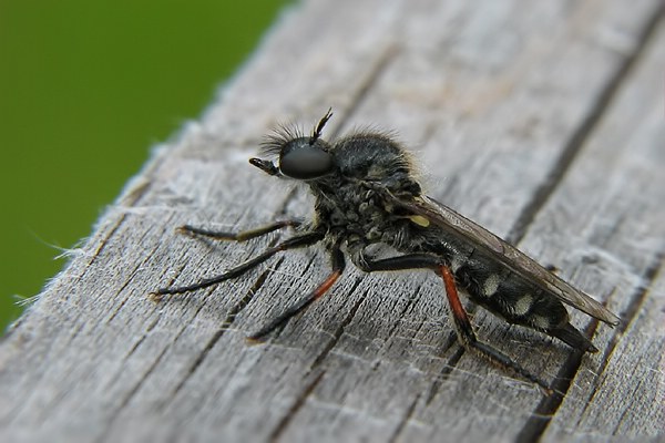 1965-dip-asilidae-leptarthrus-brevirostris-female-langtaufertal-270706.jpg