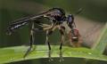 Click to view 2007-07-22_0003-dioctriacothurnatha_t1.jpg